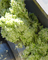 野菜粕